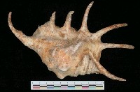 藏品(蜘蛛螺)的圖片